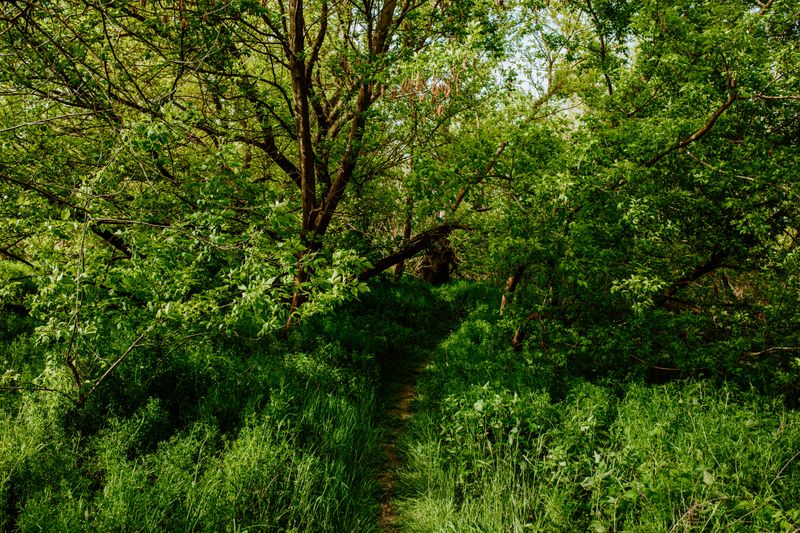 Steer Clear Of Dens And Dense Brush