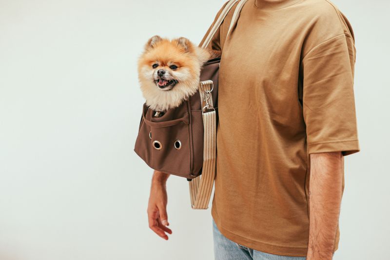 Consider Your Dog's Size and Carrier Rules