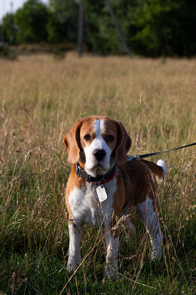 Bring Identification and a Backup Leash
