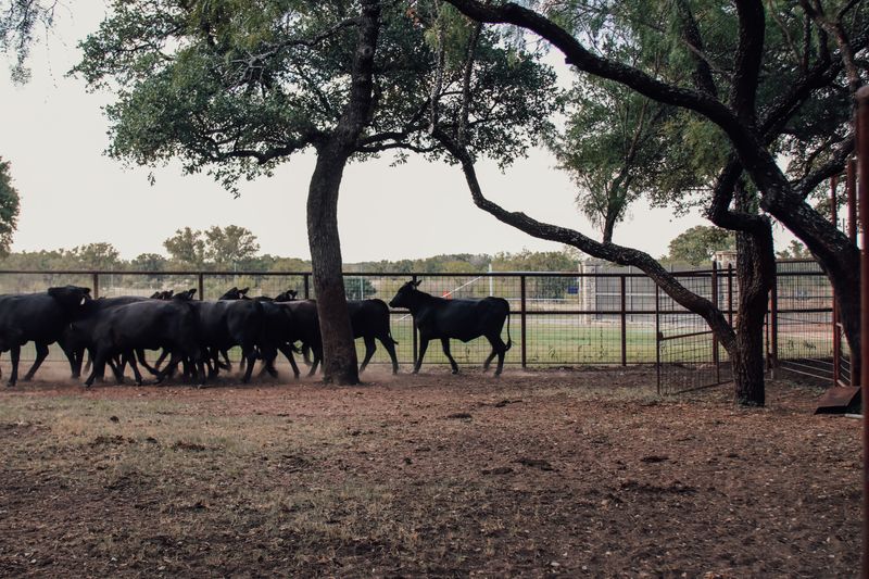 Prepare A Controlled Area For First Livestock Introductions