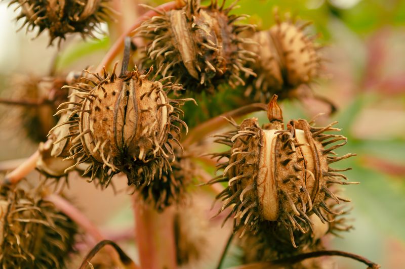 Castor Bean