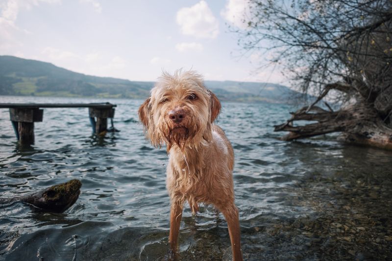 Do Not Let Your Dog Lick Algae From Its Fur