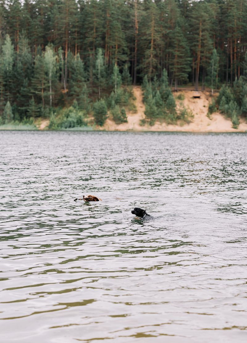Check Your Dog For Ticks