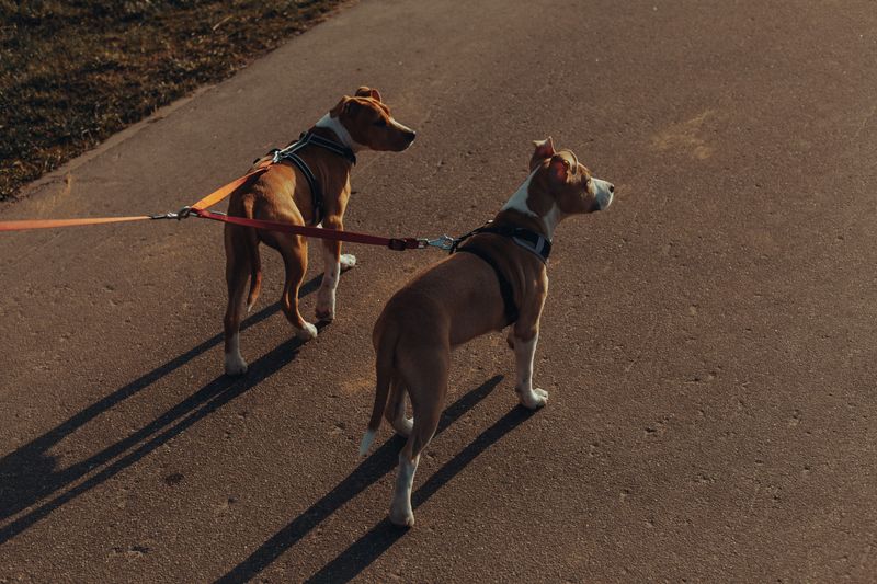 Leash Violations Can Tip the Scales