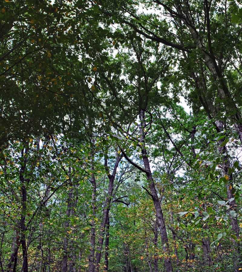 Chimney Rock Oak Savanna
