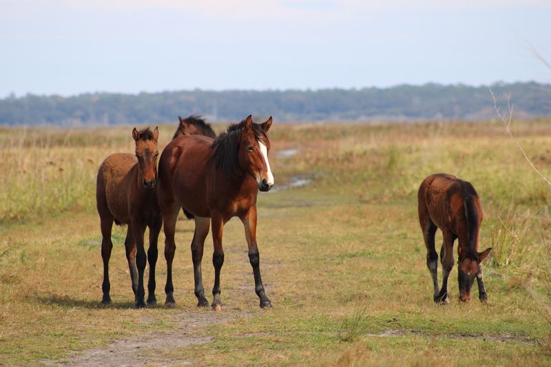 Rustic Roaming at Paynes Prairie Preserve State Park