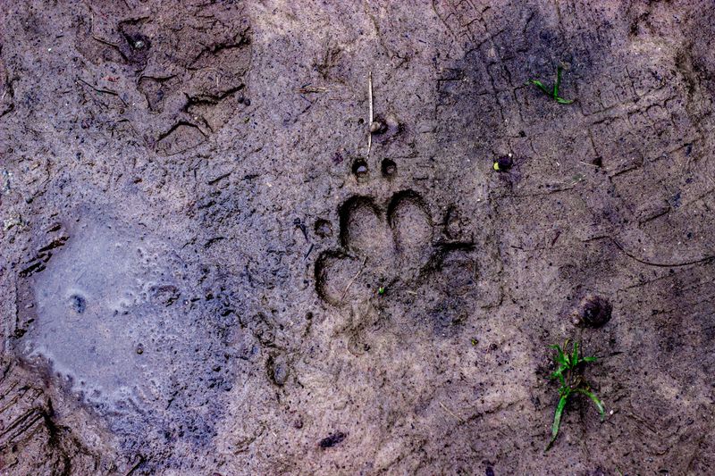 Wildlife Activity Around Wet Yards