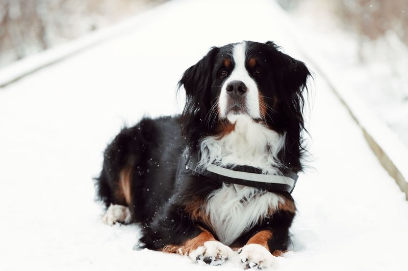 Bernese Mountain Dog: Built for Steady Chores