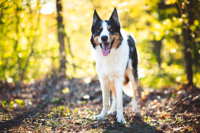 Smooth Collie