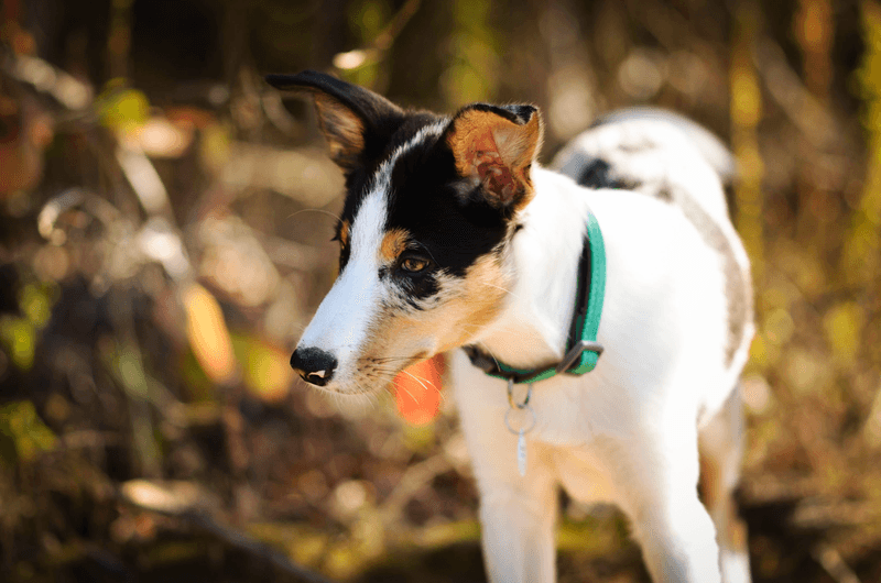Smooth Collie