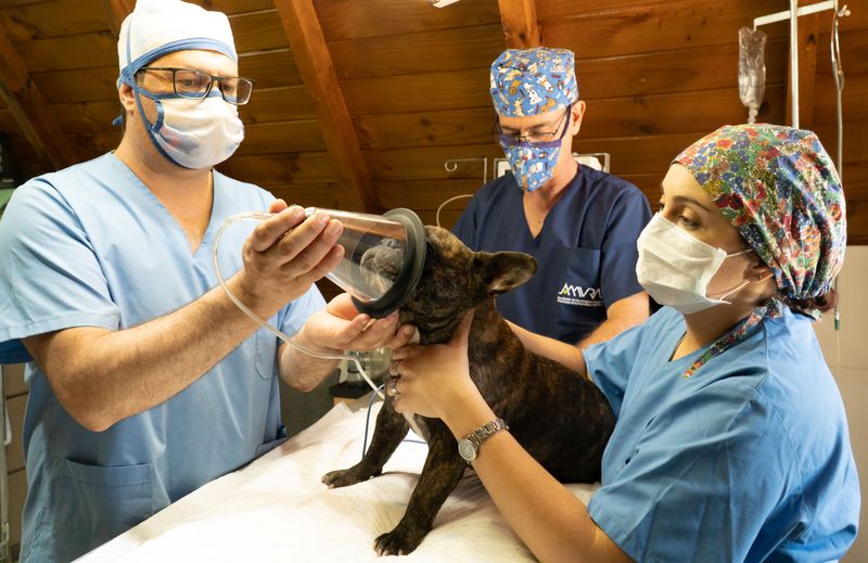 Emergency Veterinary Bills