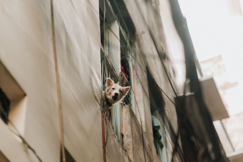 Shared Walls Can Make Barking A Bigger Issue