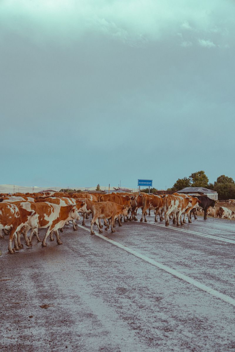 Cattle on Unfenced Roads Are Legal