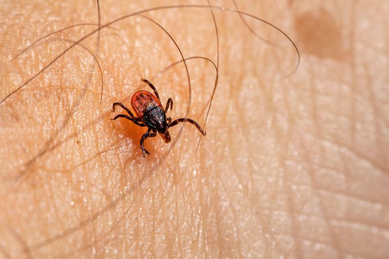 Know What An Attached Tick Can Look Like