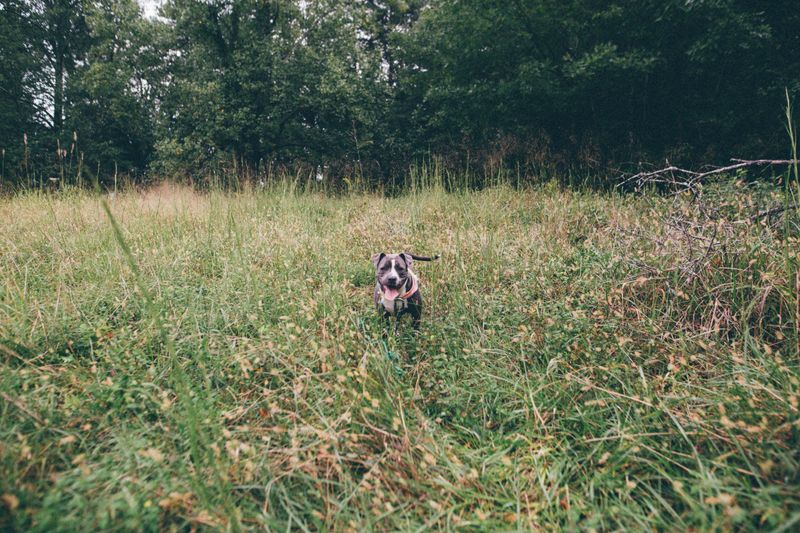 Wildlife Adds Another Layer Of Planning