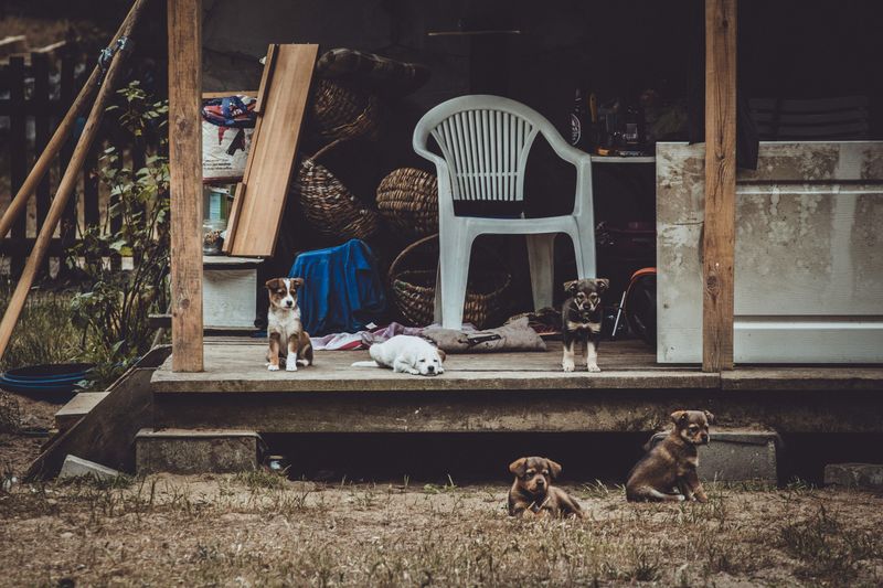 Kibble Storage Gets an Upgrade at the Cottage