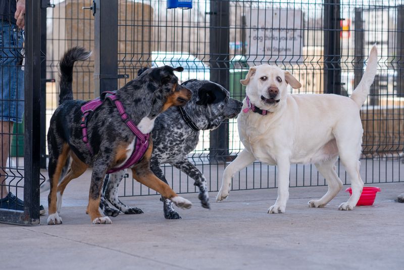 Supervised Group Play