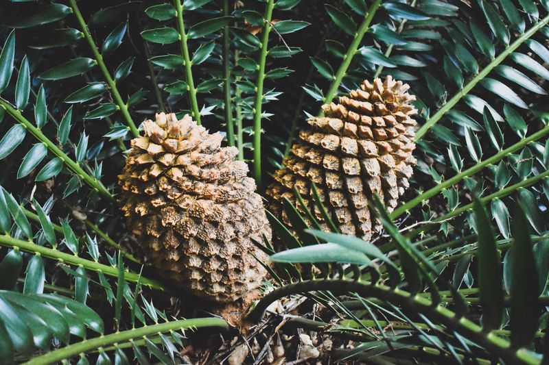 Coontie Palm