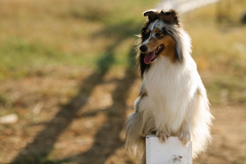 Rough Collie: A Thoughtful Yard Helper