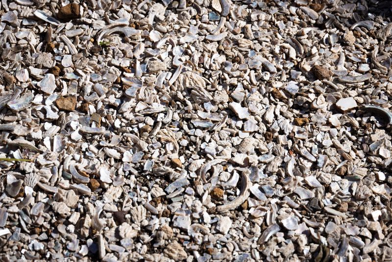 Oyster Shells Can Cut Paw Pads