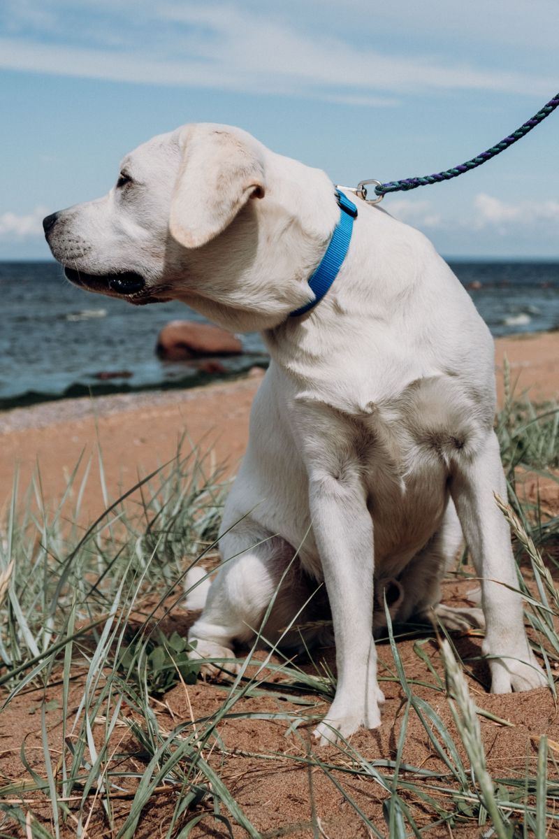 Leashes Can Help When Conditions Change