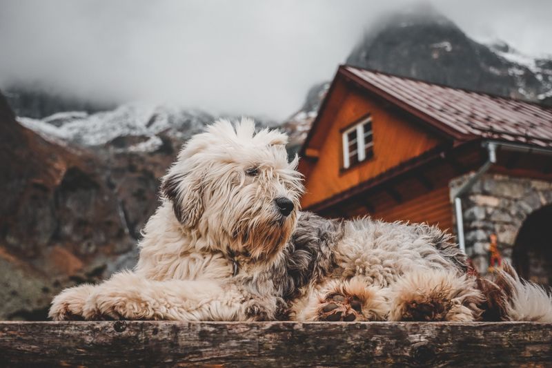 Romanian Mioritic Shepherd Dog