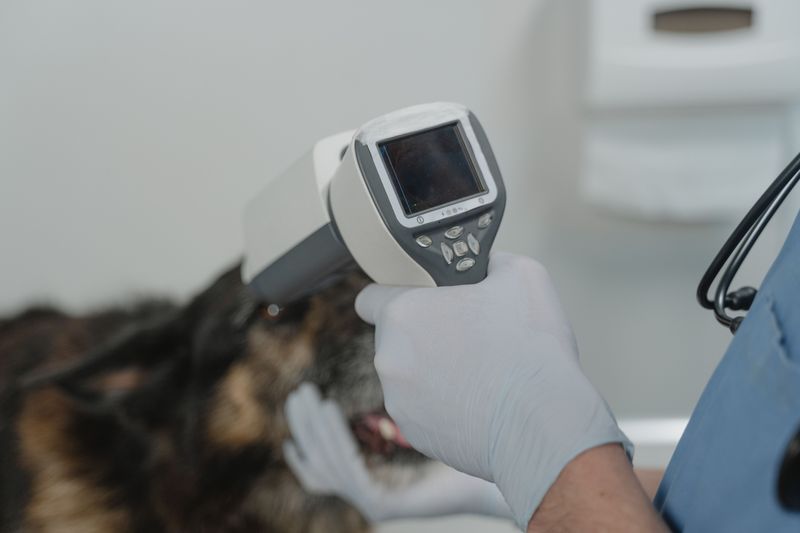 Check Microchip Registration Details