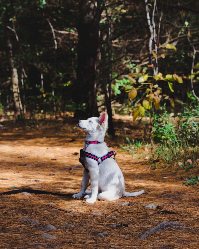 Find the Summer Dog-Training Zones