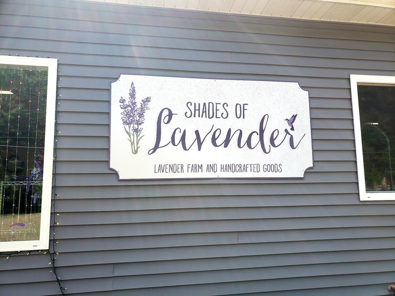 Shades of Lavender Farm, Mattawan