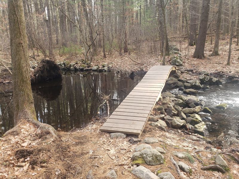 Jericho Forest, Weston