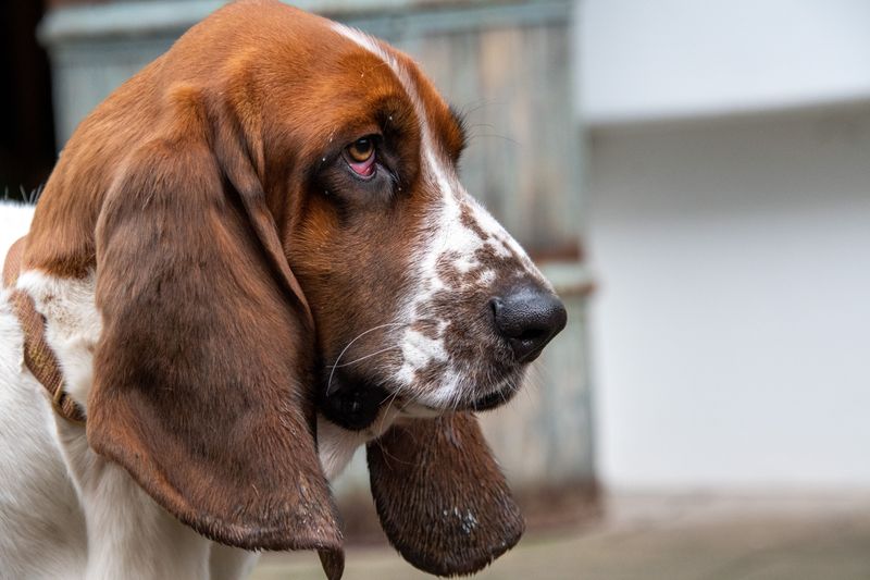 Ear Trouble When The Air Turns Sticky