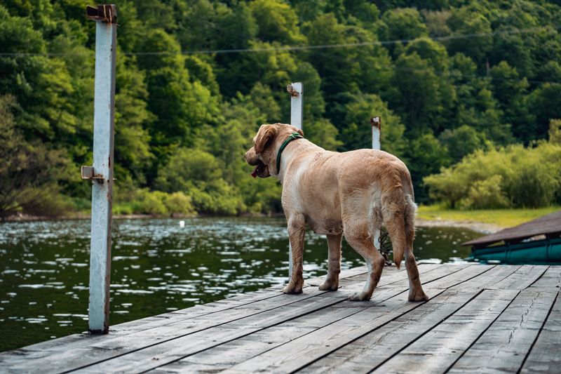 Barking At Boats, Deer, And The Neighbors