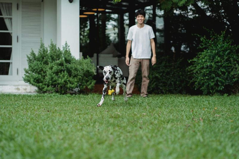 Fleas and Ticks Can Still Reach Porch Areas