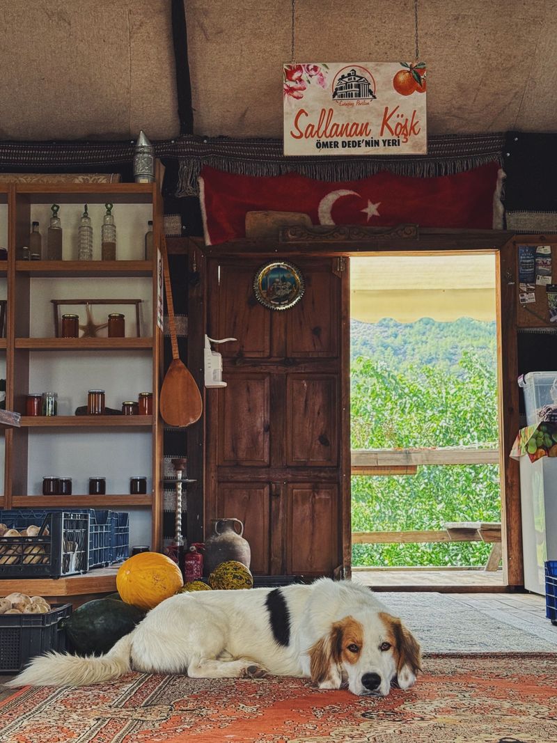 Fuel Cans Beside the Dog's Favorite Nap Spot