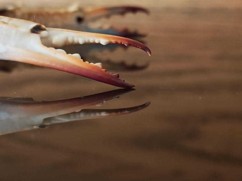 Discarded Shells Can Cause Mouth Injuries