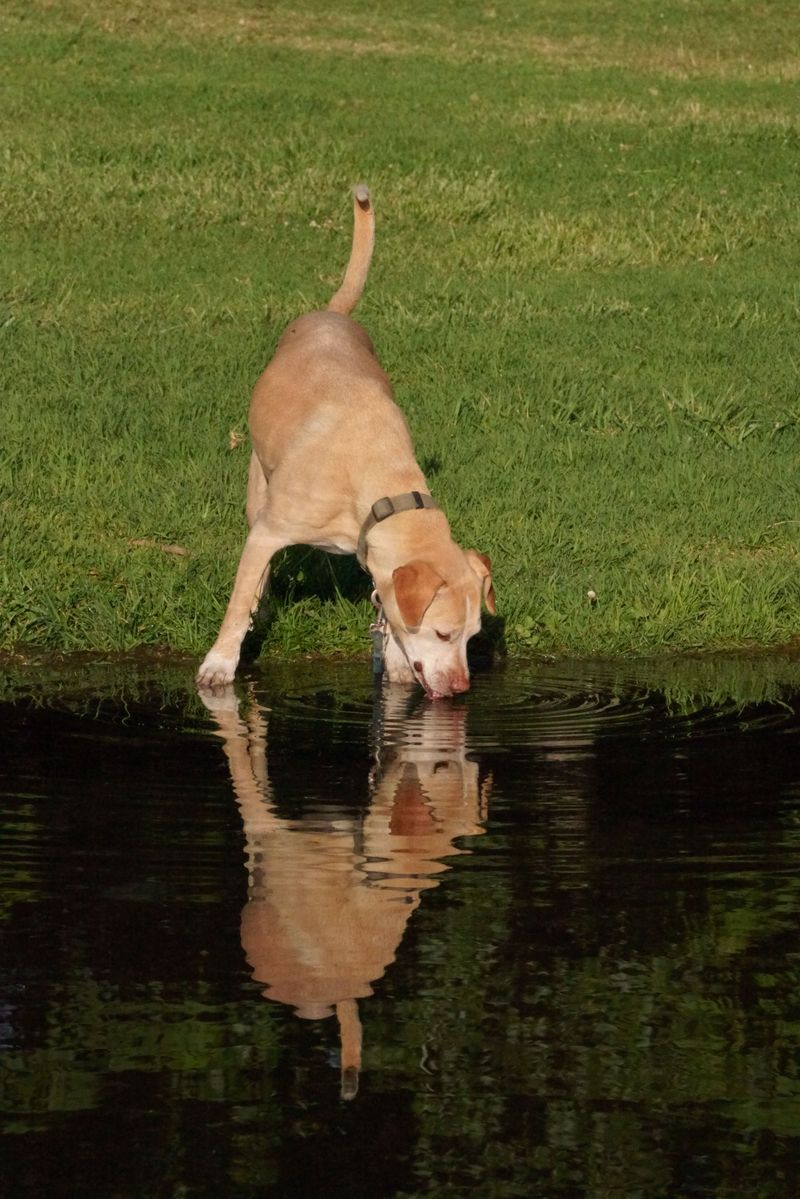 Drinking From The Water Is The Biggest Risk