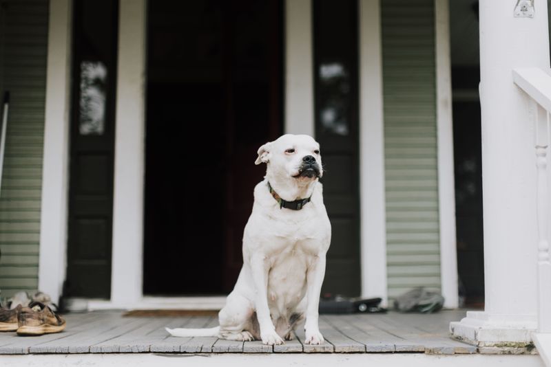 Screened Porches Can Blur Potty Cues