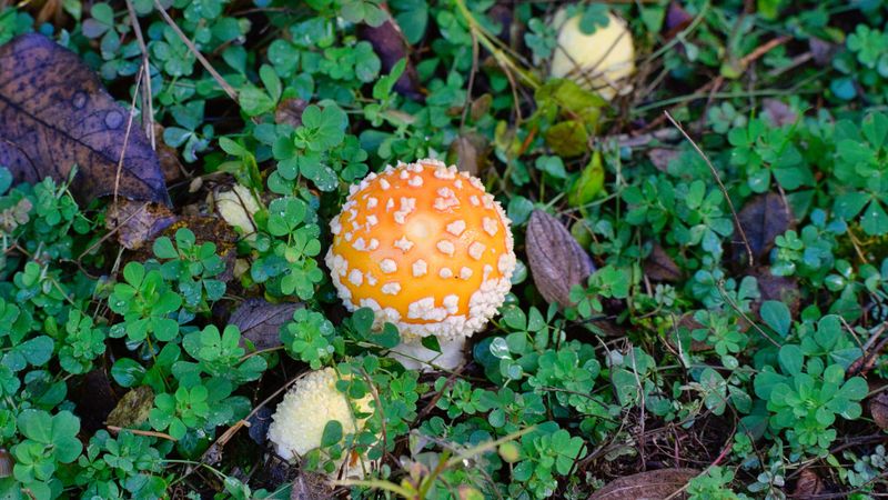 Mushrooms That Pop Up Overnight