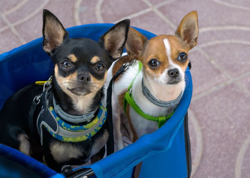 Keep Your Dog Under Control