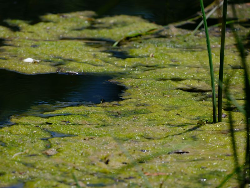 Restrict Unsupervised Access To Ponds And Stagnant Water