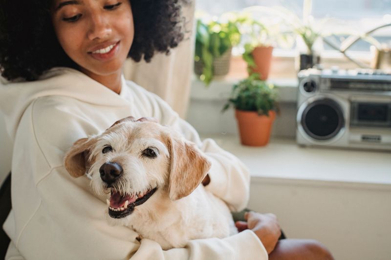 Keep Your Dog Comfortable With the Sirens