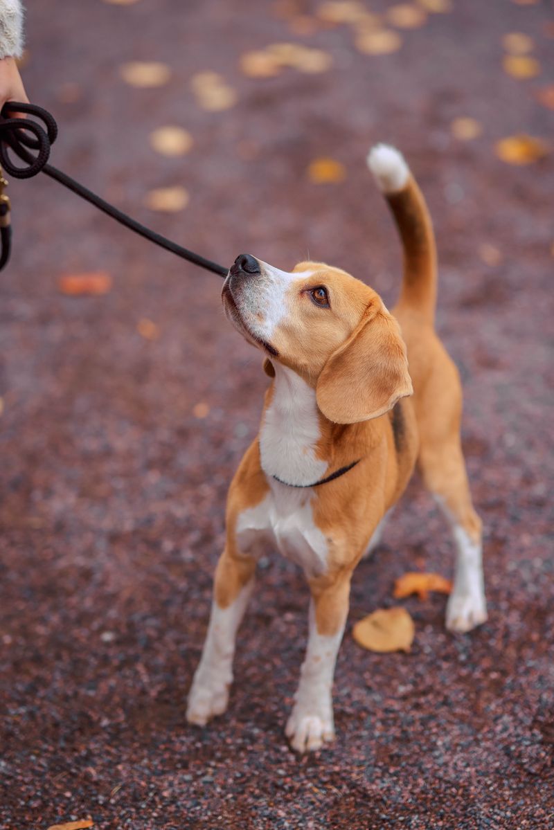 Wait Calmly Before Walks Instead of Barking at the Door