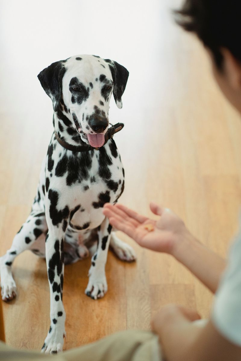 Stop Barking on a Consistent Quiet Cue