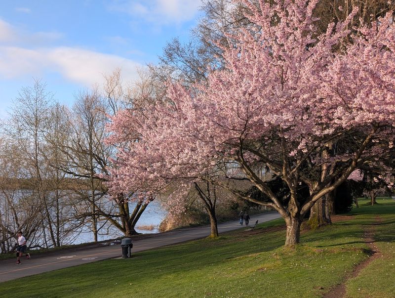 Green Lake Park, Seattle