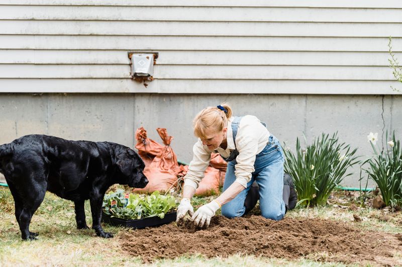 Landscaping Can Become A Dog Expense