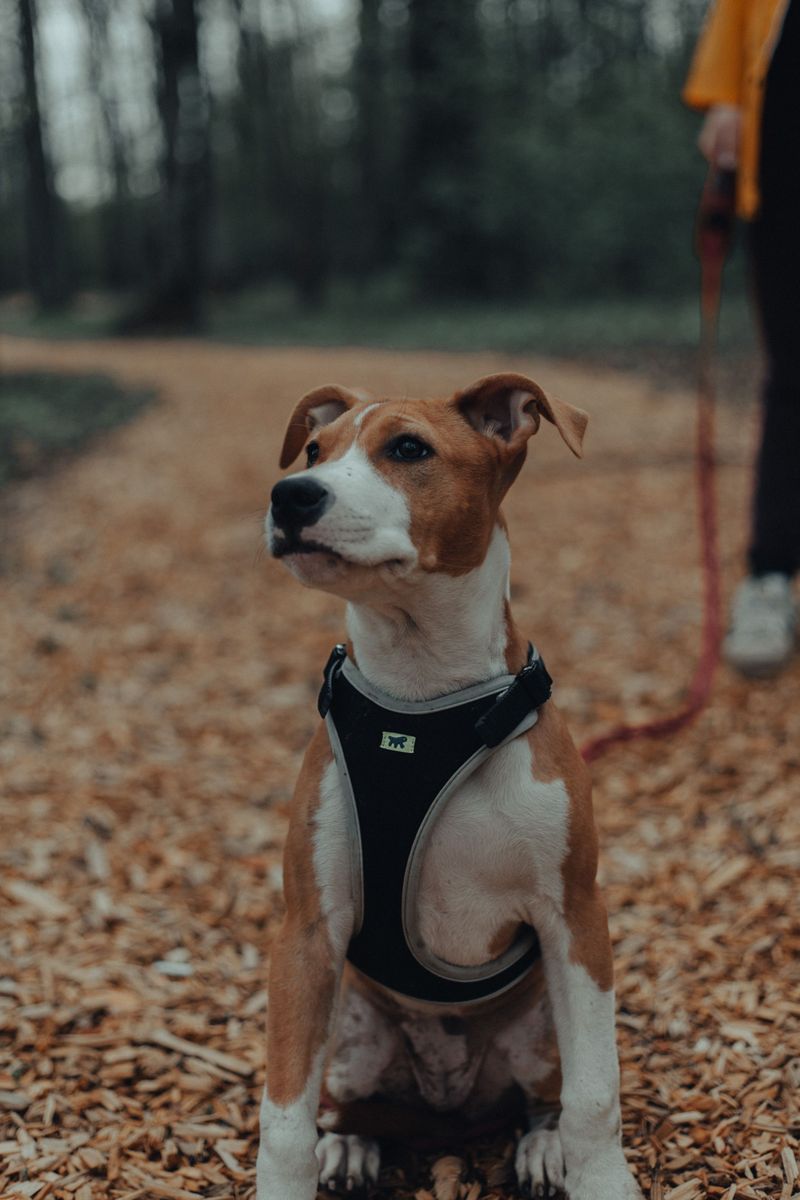 Honest Look At Your Dog's Manners