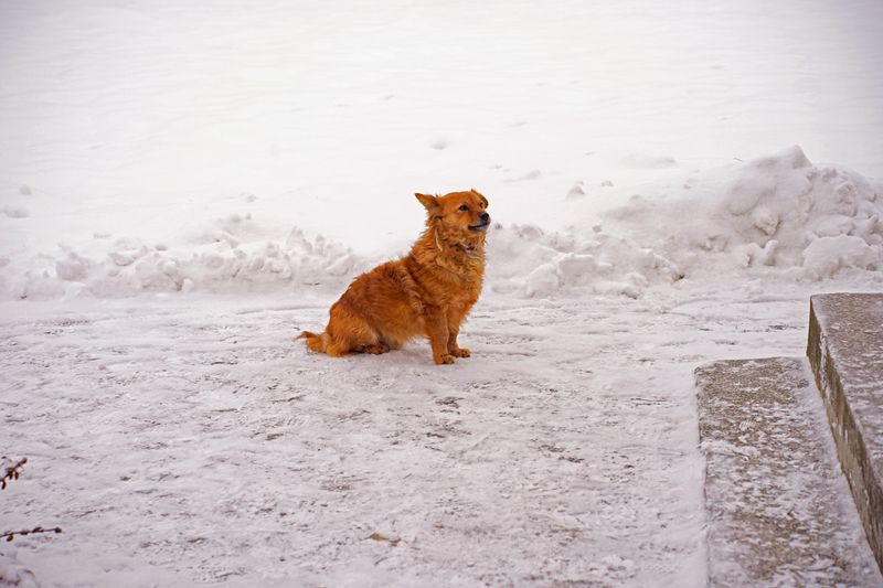 How Cold Weather Can Put Dogs at Risk