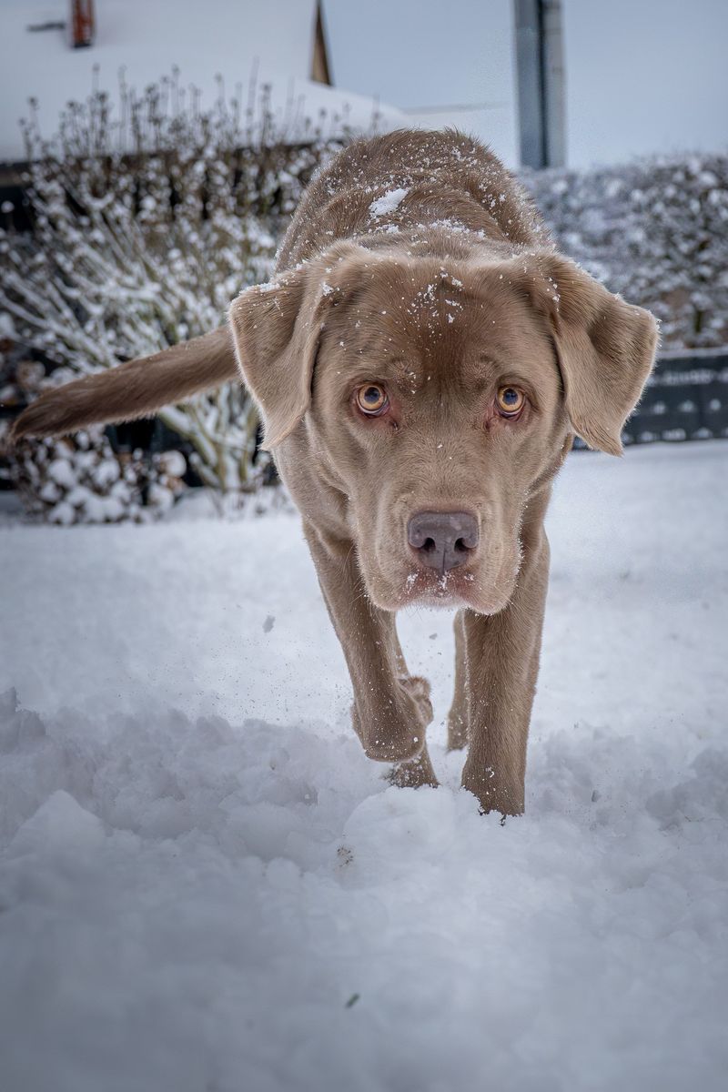 Labrador Retriever