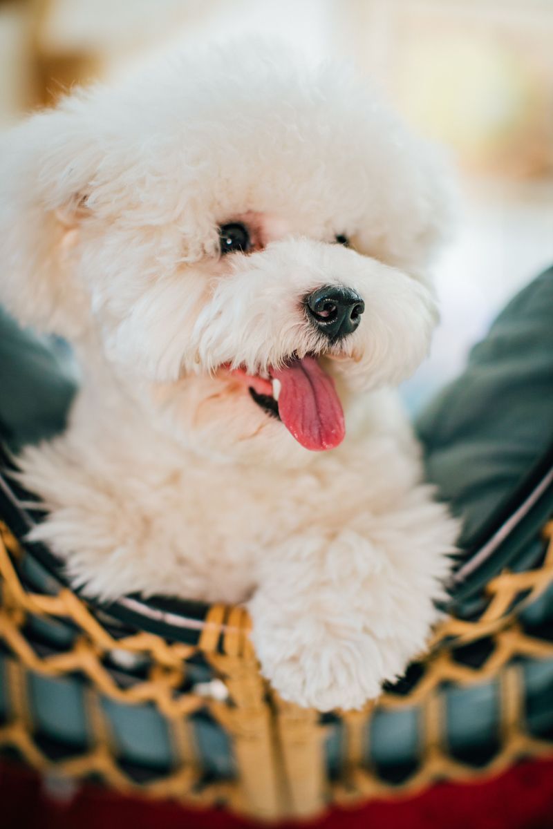 Bichon Frise: A Cloud With Bounce