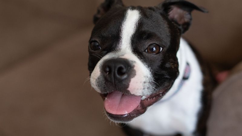 Boston Terrier